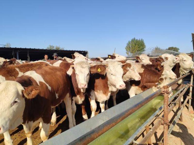 西门塔尔牛犊厂家直销技术扶持送饲料设备全国包运输