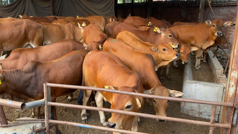 肉牛苗改良肥牛好饲养包技术包成活免费运输买十送二