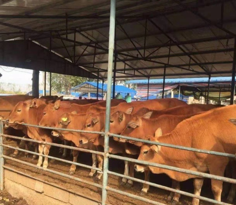 肉牛苗改良肥牛好饲养包技术包成活免费运输买十送二