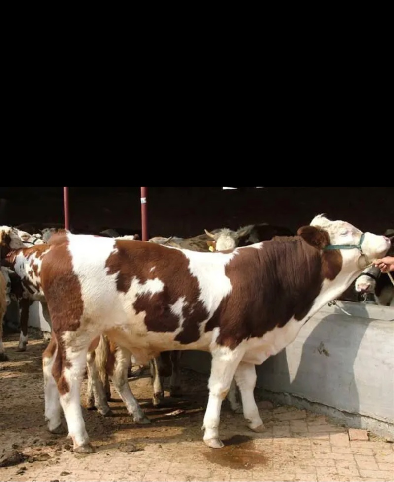 肉牛苗改良肥牛好饲养包技术包成活免费运输买十送二