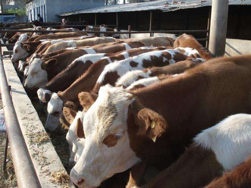 肉牛苗改良肥牛好饲养包技术包成活免费运输买十送二