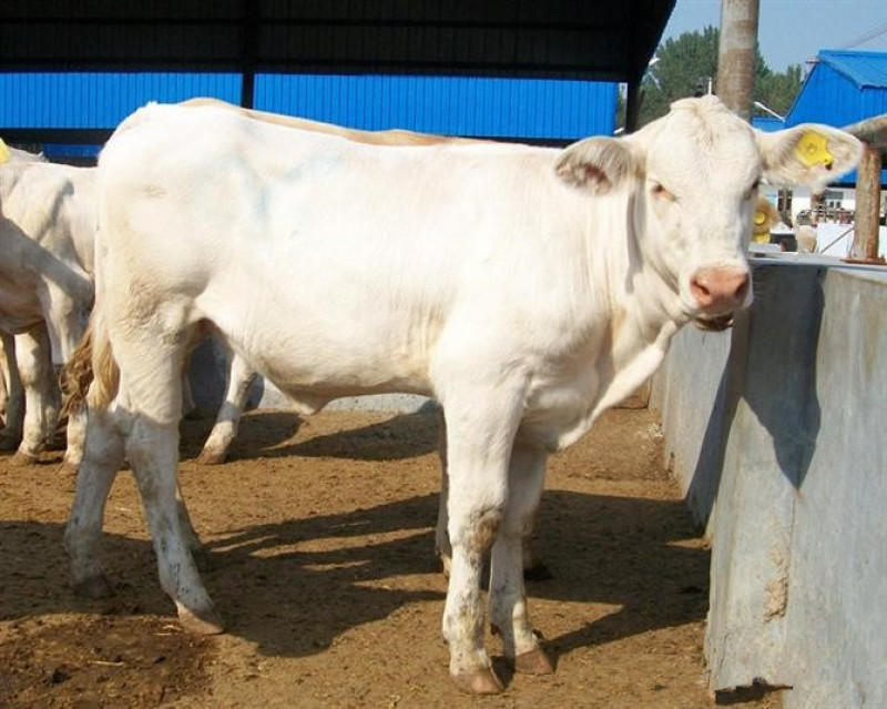 肉牛苗改良肥牛好饲养包技术包成活免费运输买十送二