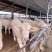 肉牛苗改良肥牛好饲养包技术包成活免费运输买十送二