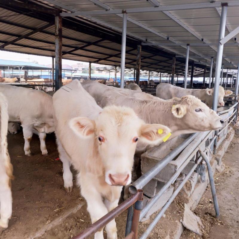 肉牛苗改良肥牛好饲养包技术包成活免费运输买十送二