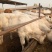 肉牛苗改良肥牛好饲养包技术包成活免费运输买十送二