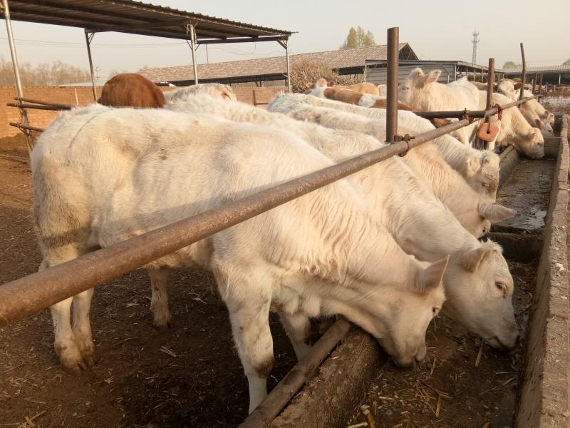 肉牛苗改良肥牛好饲养包技术包成活免费运输买十送二