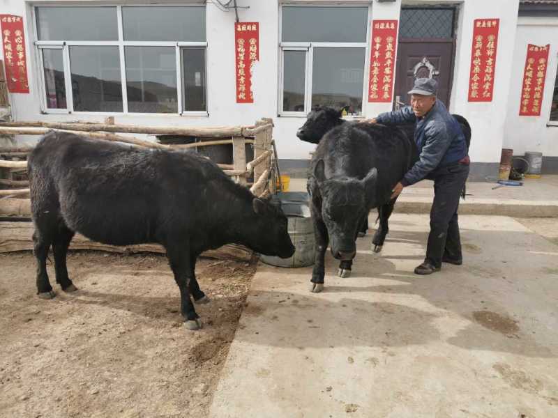 安格斯牛优质牛苗厂家直销全国发货价格实惠包成活包技术