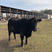 安格斯牛优质牛苗厂家直销全国发货价格实惠包成活包技术