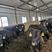 安格斯牛优质牛苗厂家直销全国发货价格实惠包成活包技术