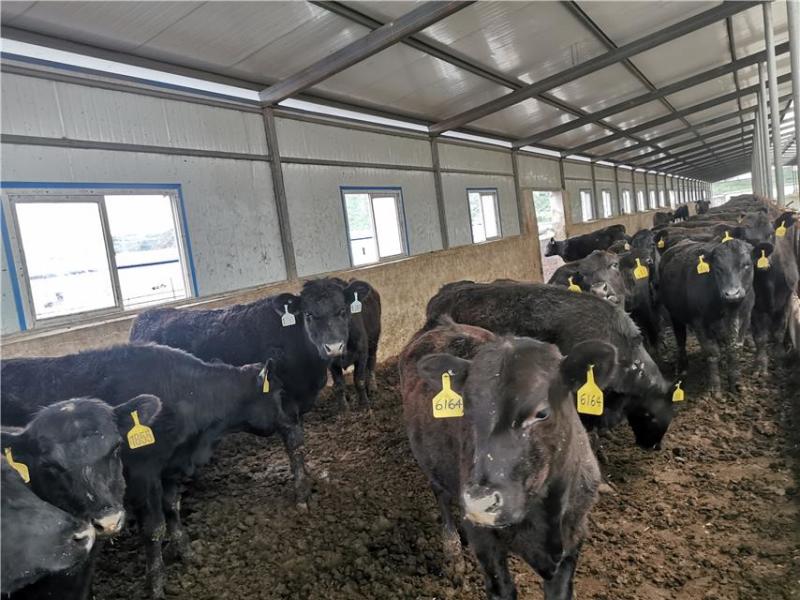 安格斯牛优质牛苗厂家直销全国发货价格实惠包成活包技术