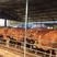 改良鲁西黄牛犊基地直销全国免费运输包成活包回收
