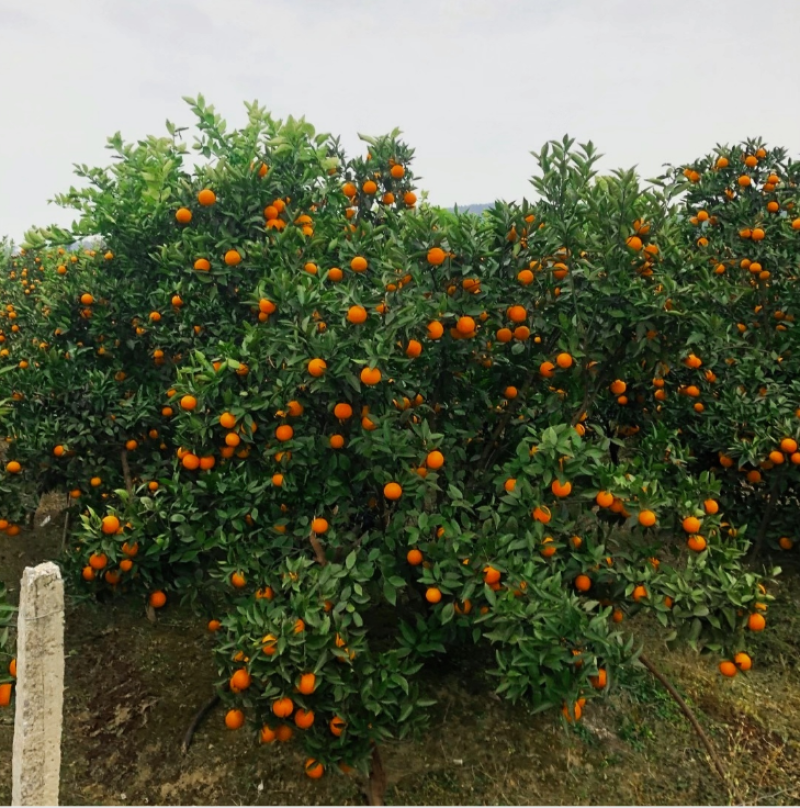 【放心购】正宗蜜香橙苗甜橙苗橙子苗埃及糖橙苗蜜橙苗