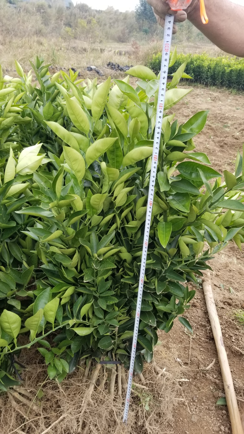 【放心购】正宗蜜香橙苗甜橙苗橙子苗埃及糖橙苗蜜橙苗