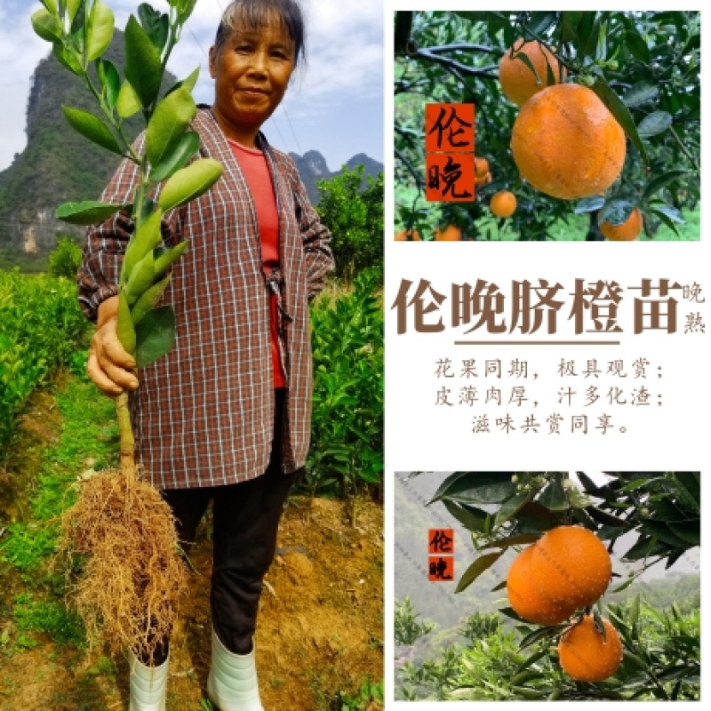 【放心购】正宗西班牙晚熟脐橙苗伦晚脐橙苗二月红脐橙苗