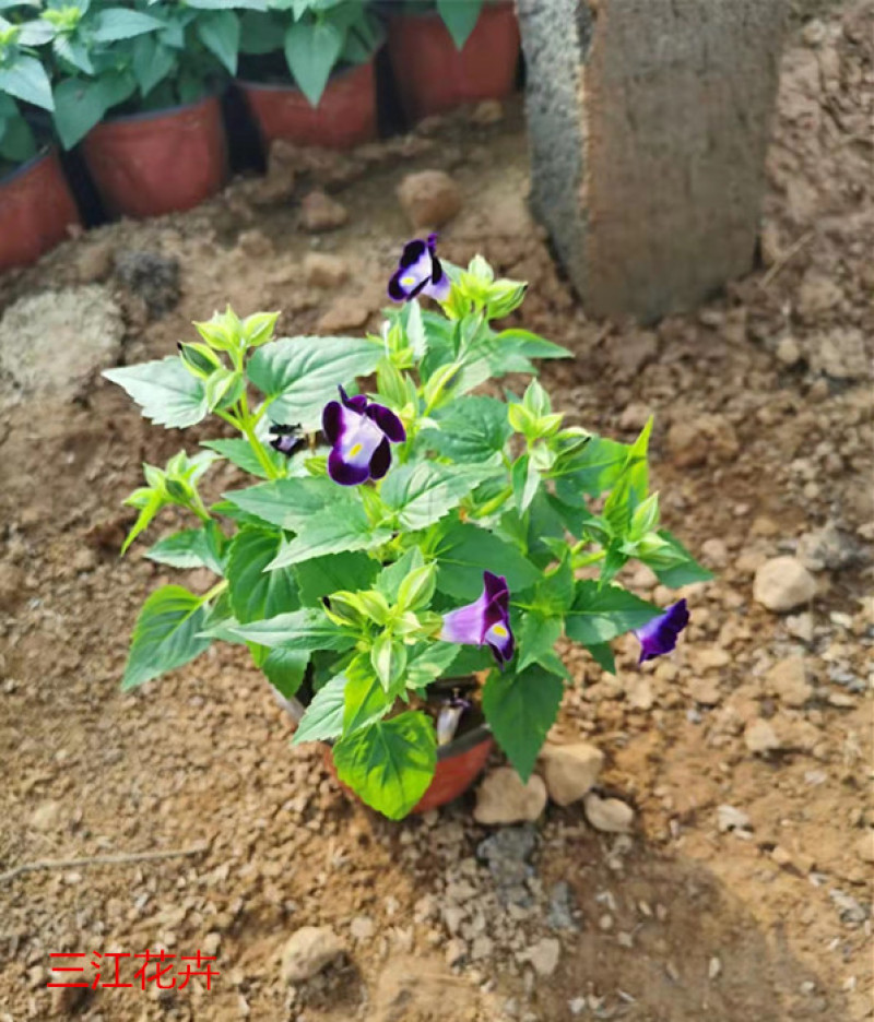 夏堇花苗园林绿化观赏植物夏堇价格量大价优