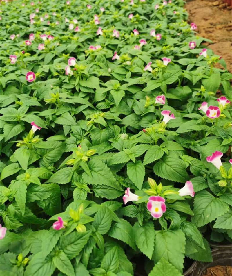夏堇花苗园林绿化观赏植物夏堇价格量大价优