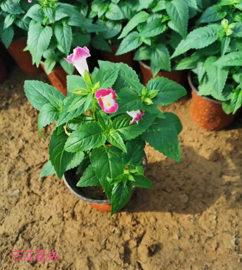夏堇花苗园林绿化观赏植物夏堇价格量大价优
