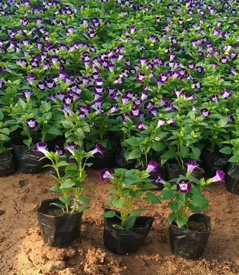 夏堇花苗园林绿化观赏植物夏堇价格量大价优