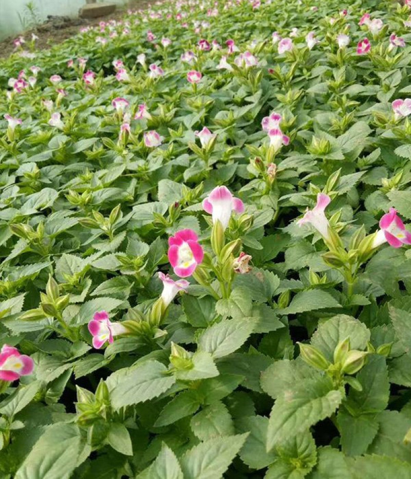 夏堇花苗园林绿化观赏植物夏堇价格量大价优