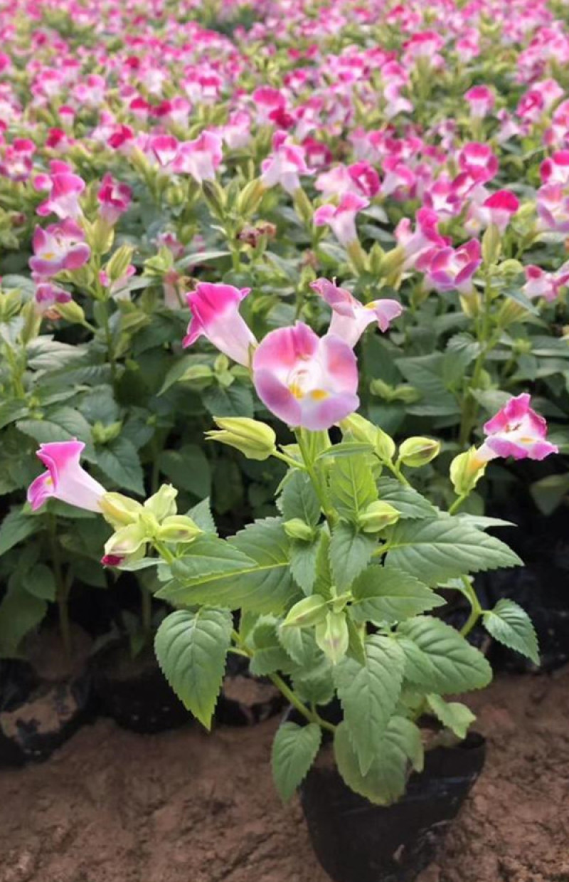 夏堇花苗园林绿化观赏植物夏堇价格量大价优