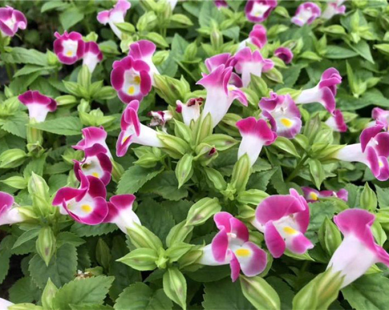 夏堇花苗园林绿化观赏植物夏堇价格量大价优