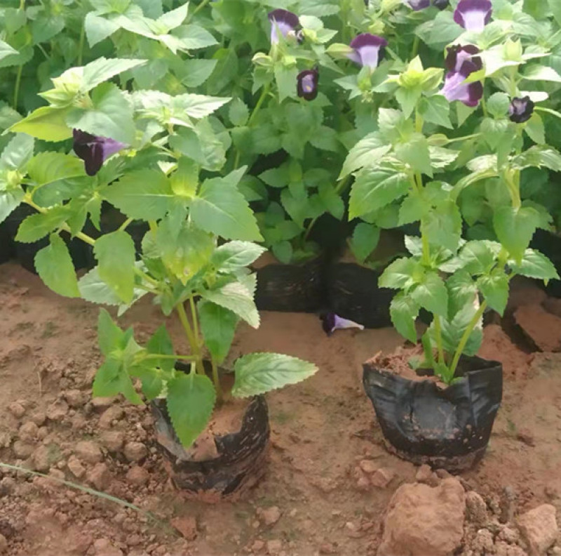 夏堇花苗园林绿化观赏植物夏堇价格量大价优