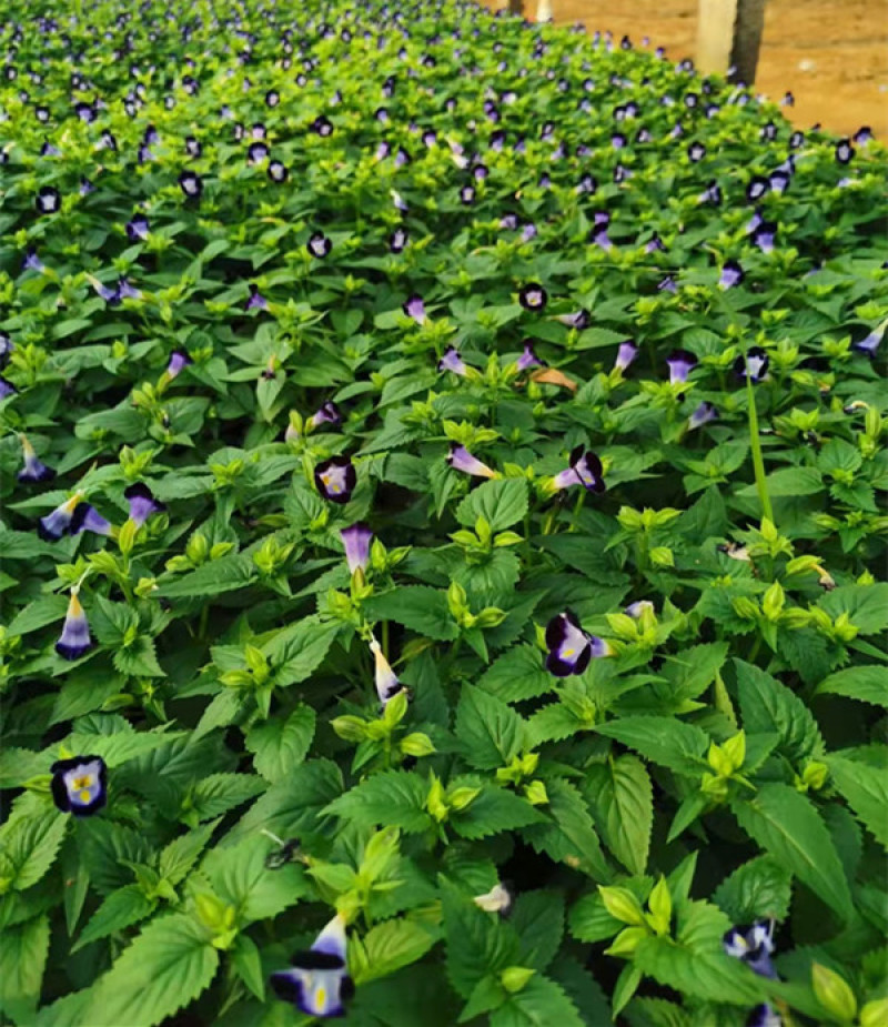 夏堇花苗园林绿化观赏植物夏堇价格量大价优