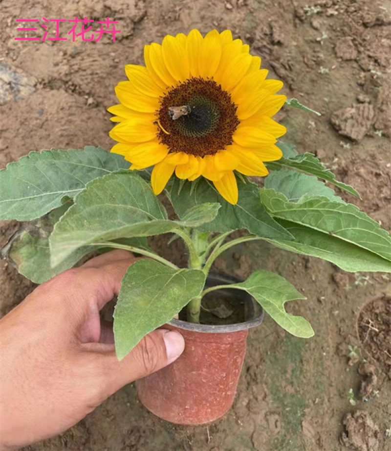 彩色向日葵观赏向日葵向日葵基地三江花卉价格低质优