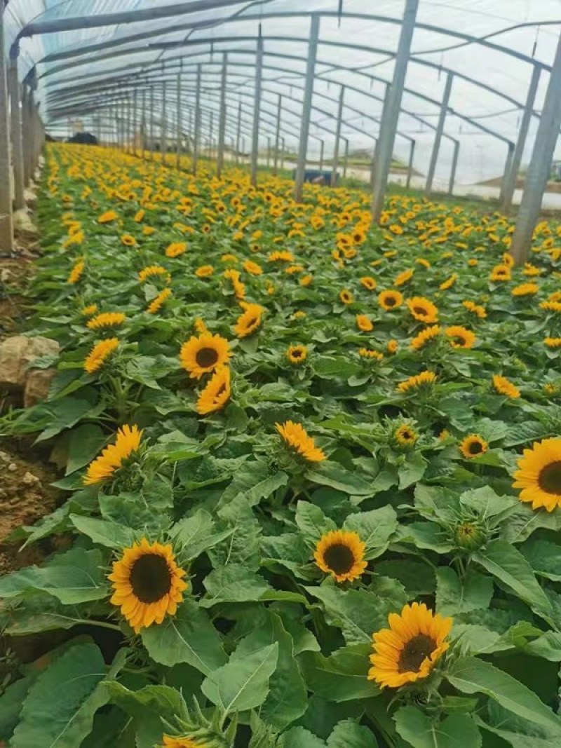 彩色向日葵观赏向日葵向日葵基地三江花卉价格低质优