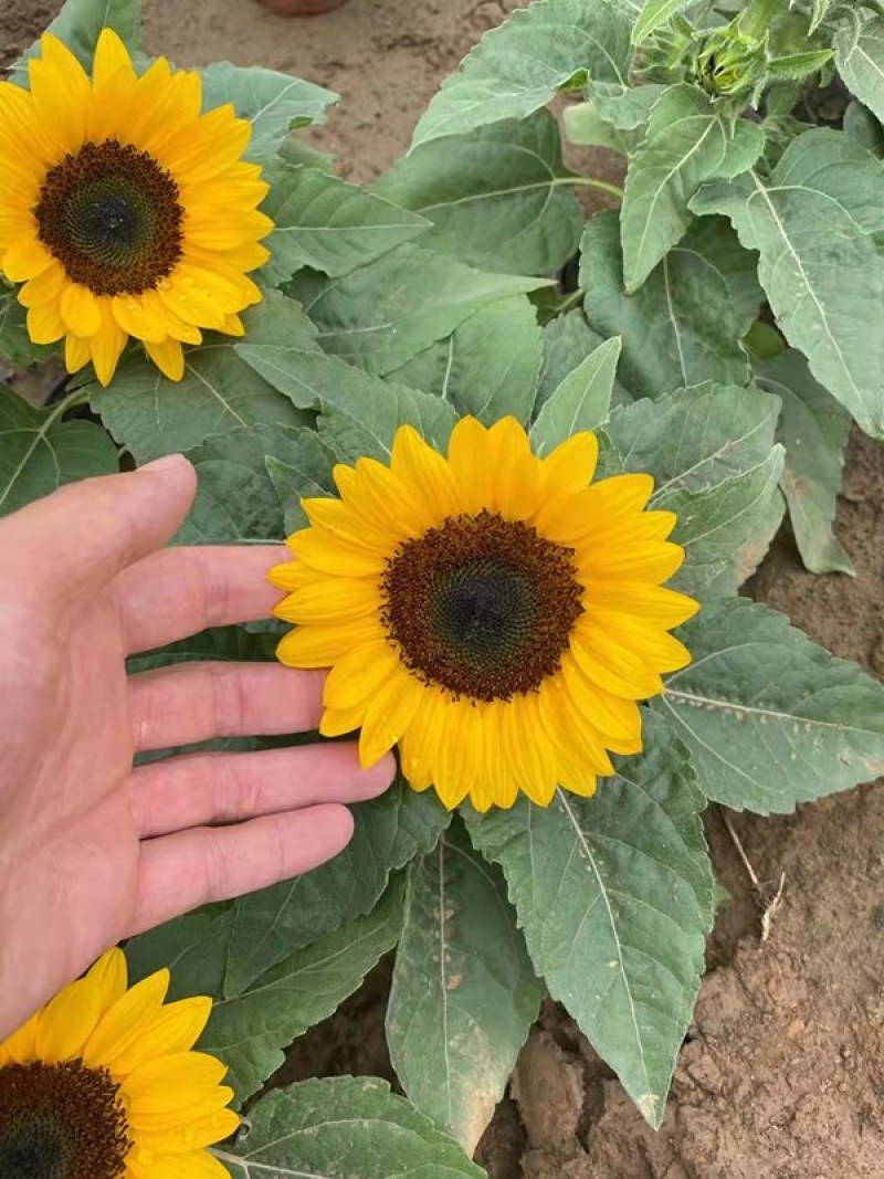 彩色向日葵观赏向日葵向日葵基地三江花卉价格低质优