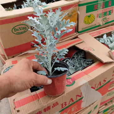 盆栽银叶菊价格多年生草本植物较耐寒耐旱喜阳光银叶菊
