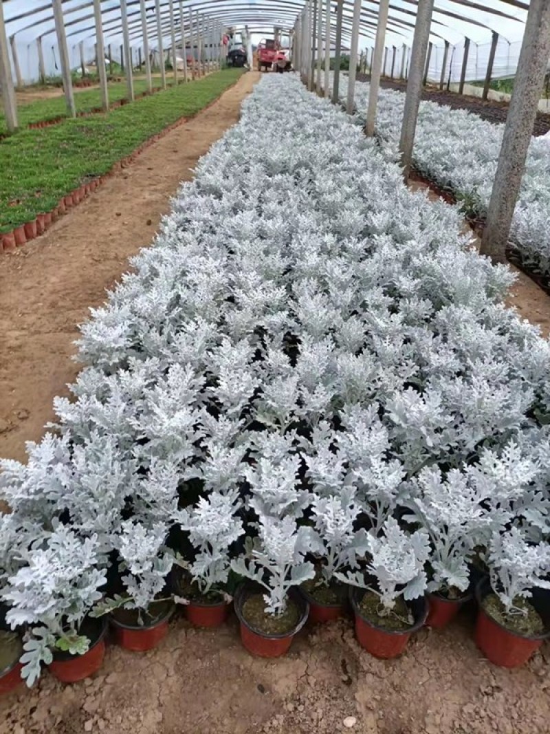 盆栽银叶菊价格多年生草本植物较耐寒耐旱喜阳光银叶菊