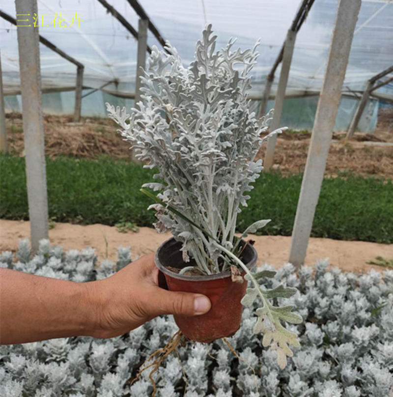 盆栽银叶菊价格多年生草本植物较耐寒耐旱喜阳光银叶菊