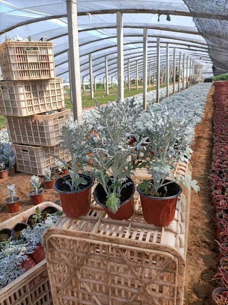 盆栽银叶菊价格多年生草本植物较耐寒耐旱喜阳光银叶菊