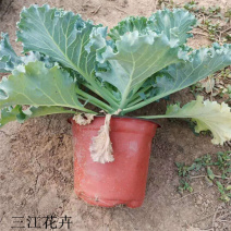 羽衣甘蓝耐寒抗冻盆栽叶色丰富花坛地被栽培