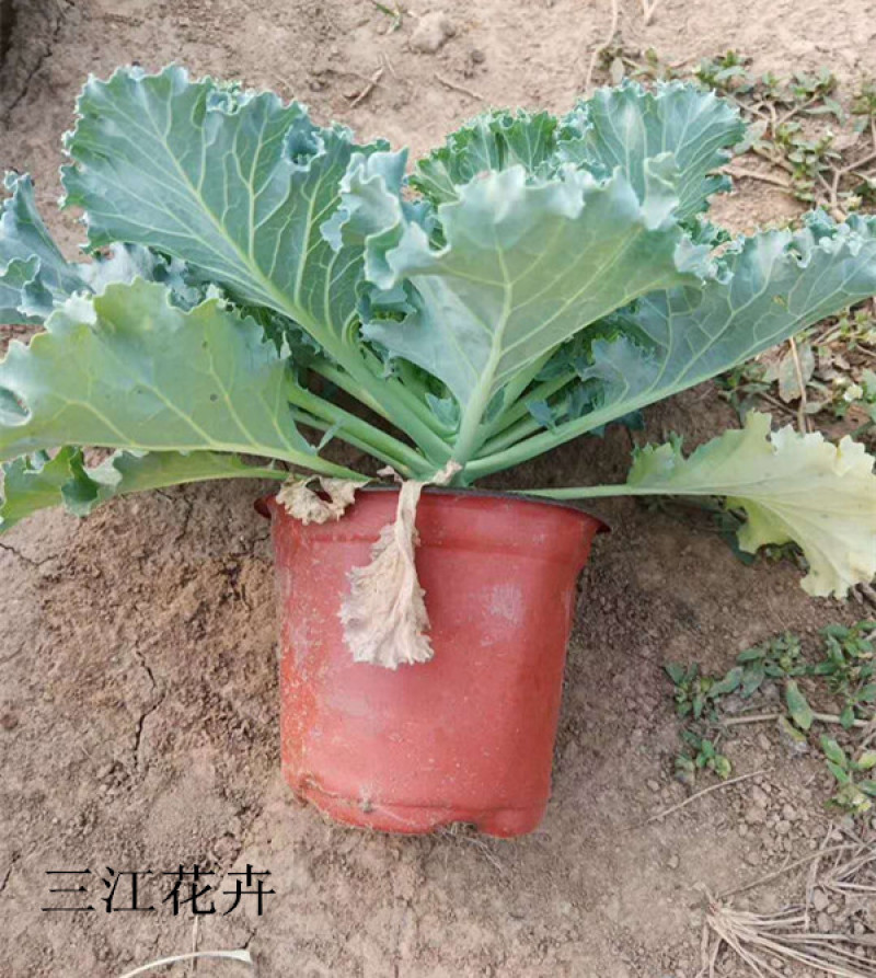 羽衣甘蓝耐寒抗冻盆栽叶色丰富花坛地被栽培