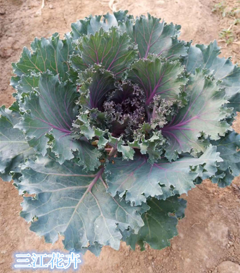 羽衣甘蓝耐寒抗冻盆栽叶色丰富花坛地被栽培