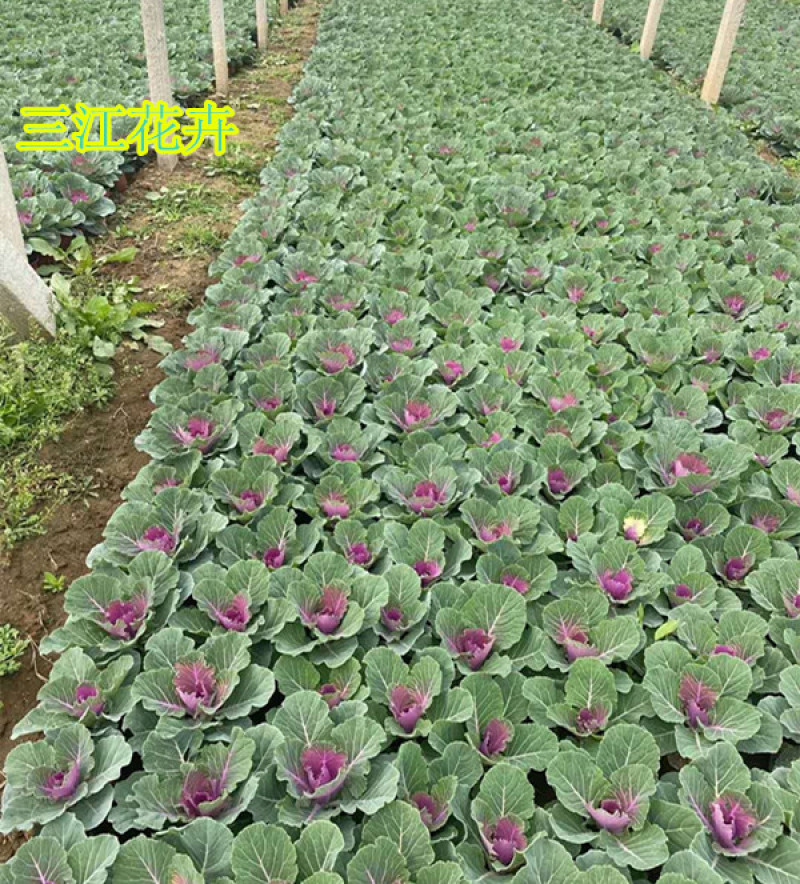 羽衣甘蓝耐寒抗冻盆栽叶色丰富花坛地被栽培