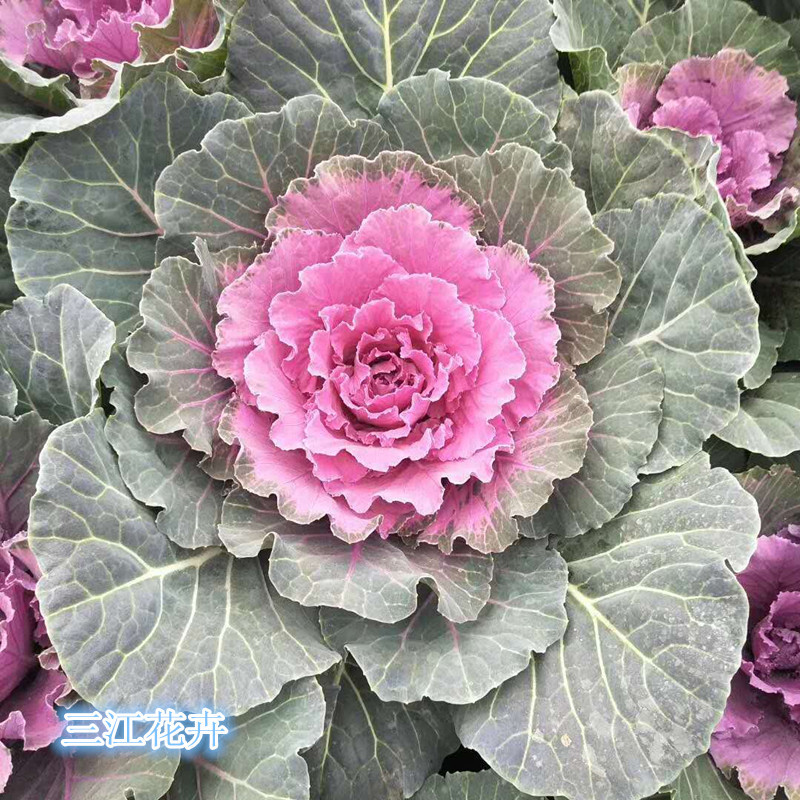 羽衣甘蓝耐寒抗冻盆栽叶色丰富花坛地被栽培