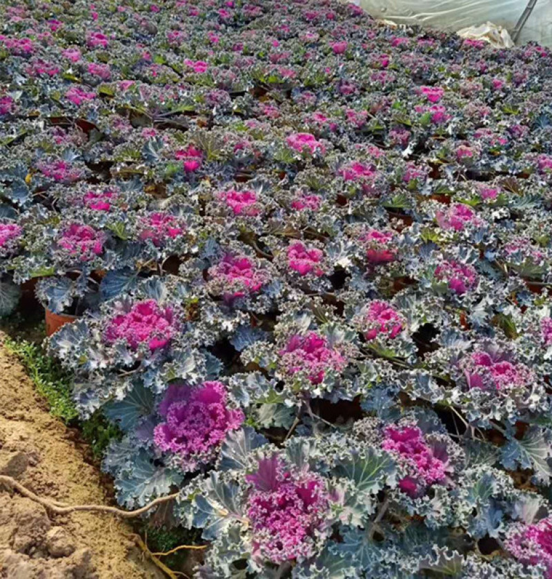 羽衣甘蓝耐寒抗冻盆栽叶色丰富花坛地被栽培