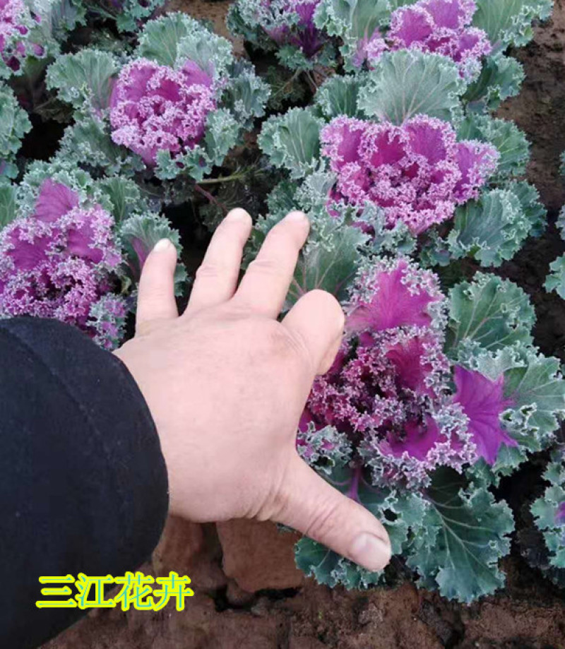 羽衣甘蓝耐寒抗冻盆栽叶色丰富花坛地被栽培