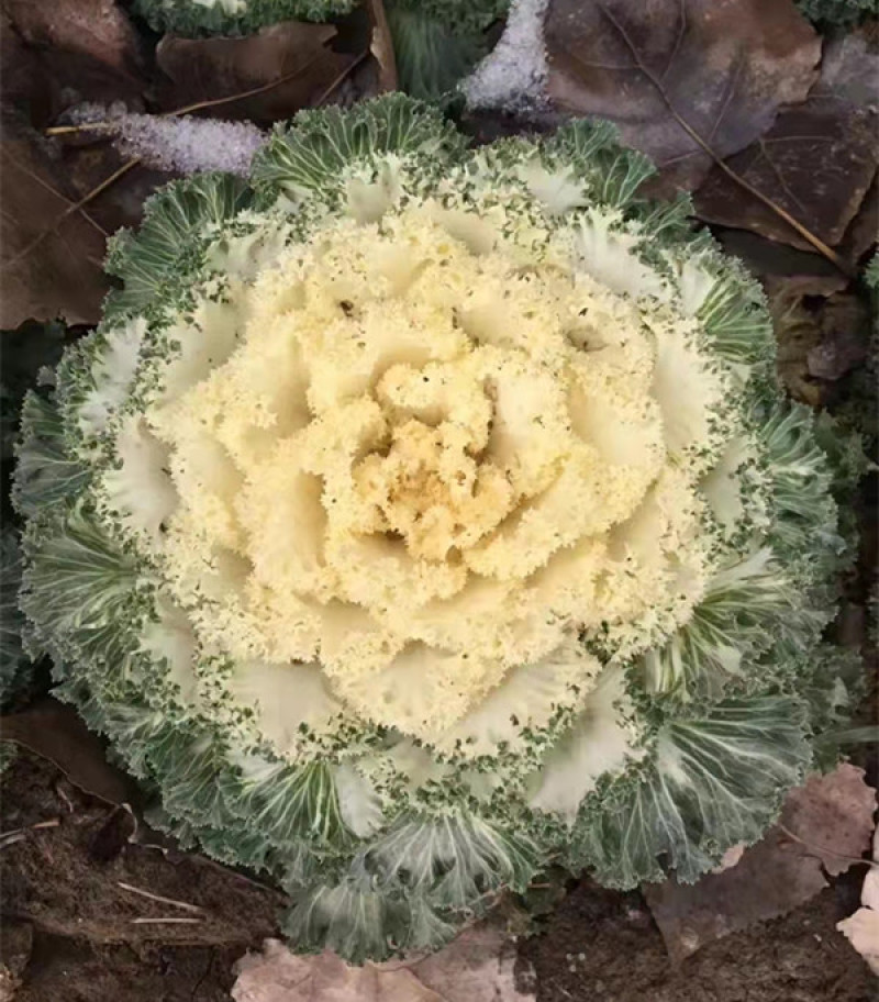 羽衣甘蓝耐寒抗冻盆栽叶色丰富花坛地被栽培