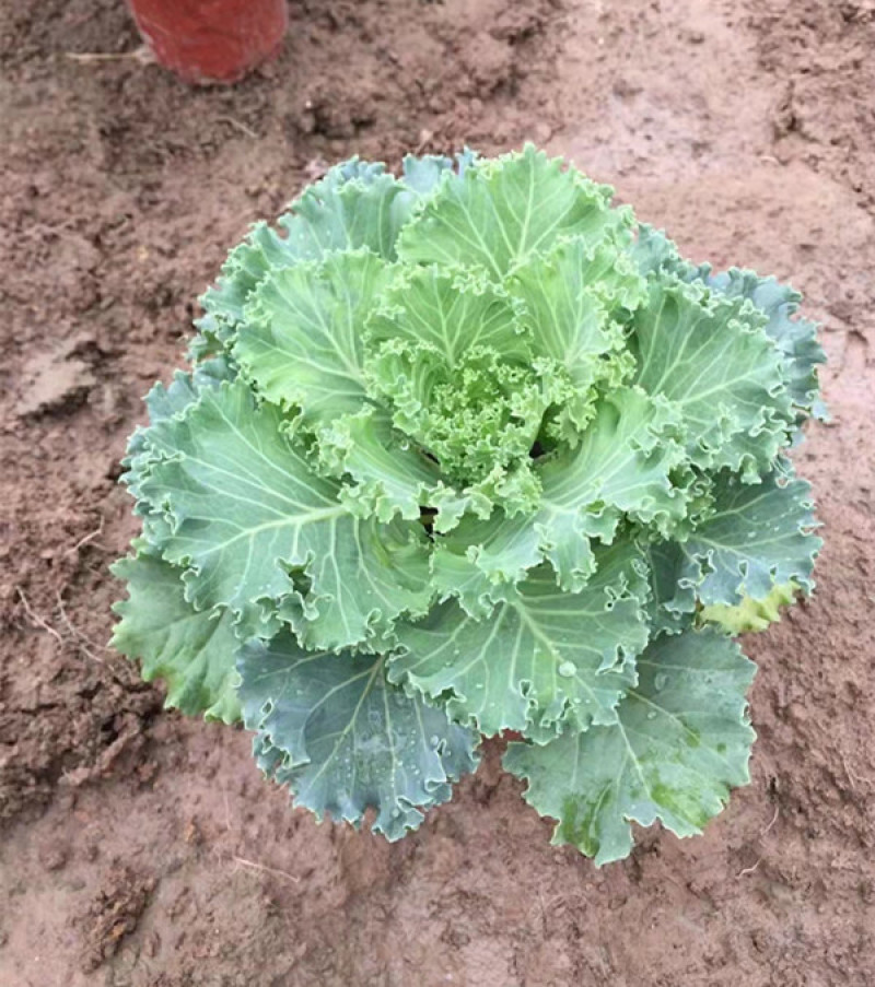 羽衣甘蓝耐寒抗冻盆栽叶色丰富花坛地被栽培