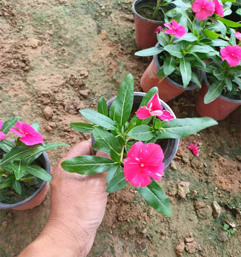 长春花价格山东天天开基地出售长春花颜色丰富