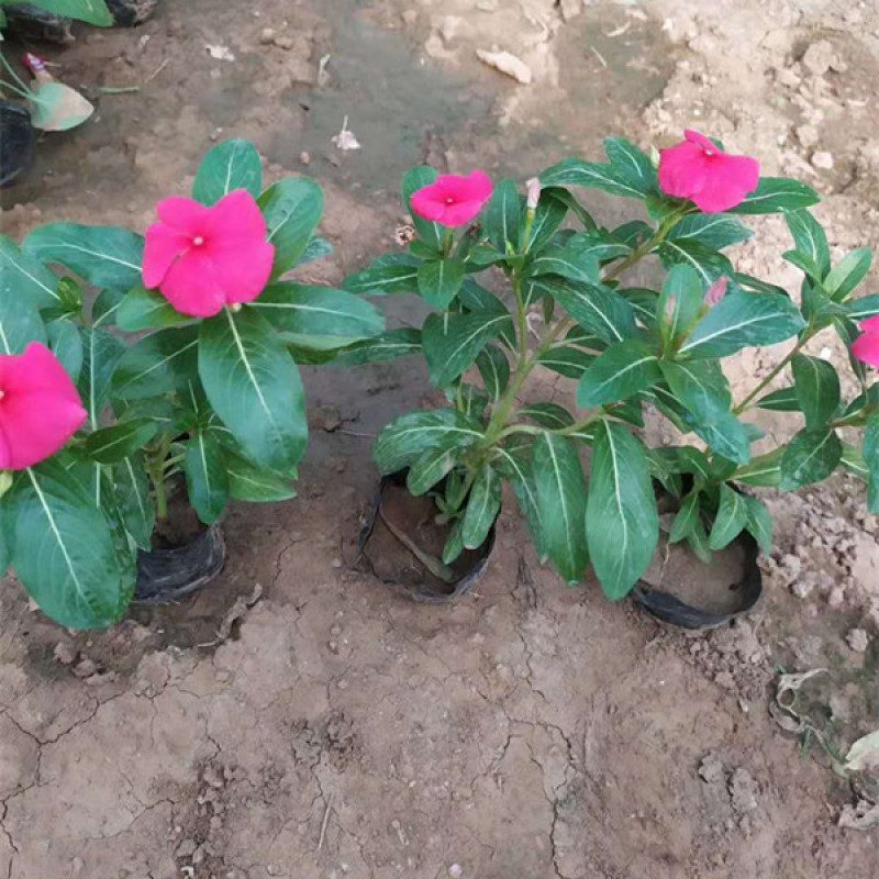 长春花价格山东天天开基地出售长春花颜色丰富