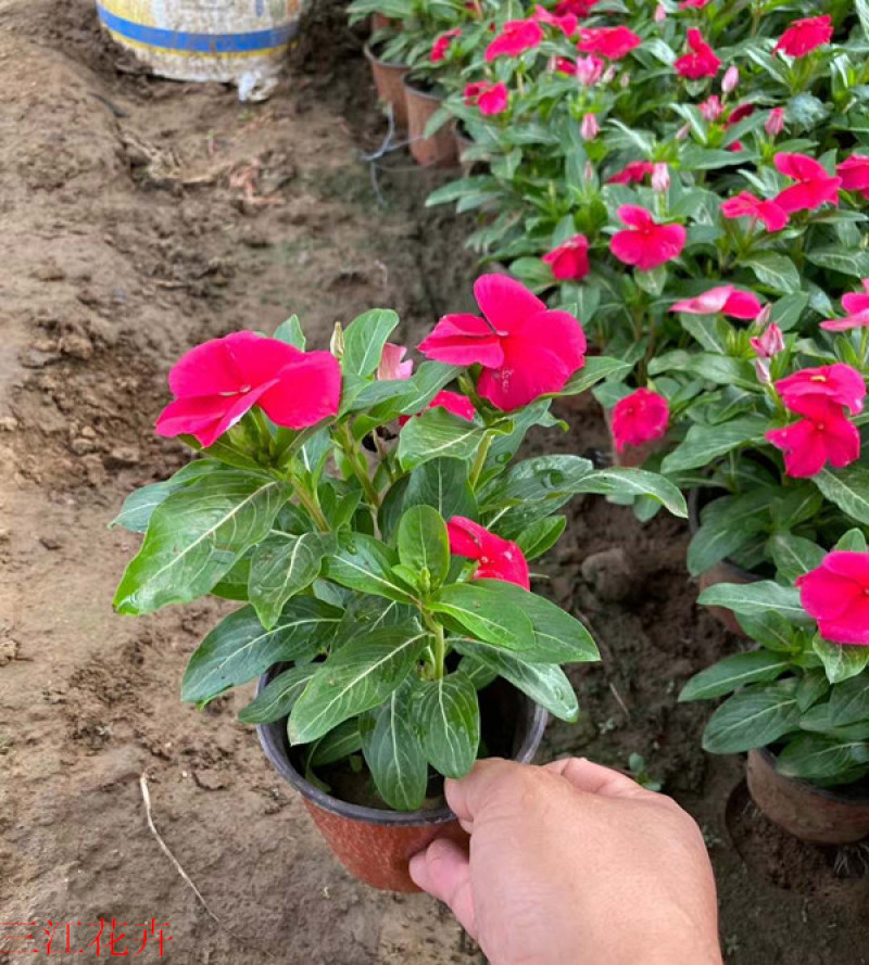 长春花价格山东天天开基地出售长春花颜色丰富