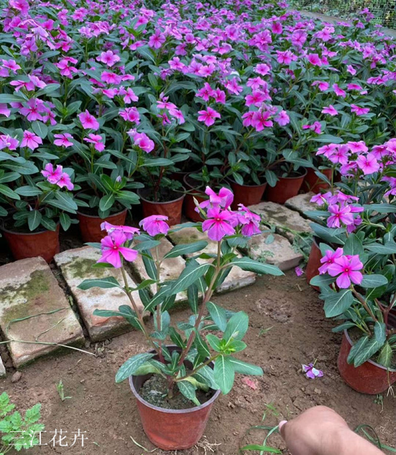 长春花价格山东天天开基地出售长春花颜色丰富