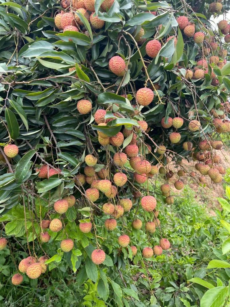 广西荔枝嫁接树苗无核荔枝桂味荔枝妃子笑带土带叶发货当年结