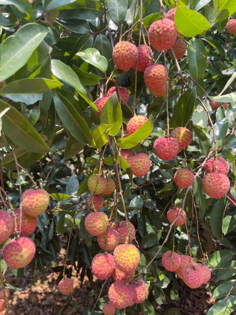 广西荔枝嫁接树苗无核荔枝桂味荔枝妃子笑带土带叶发货当年结