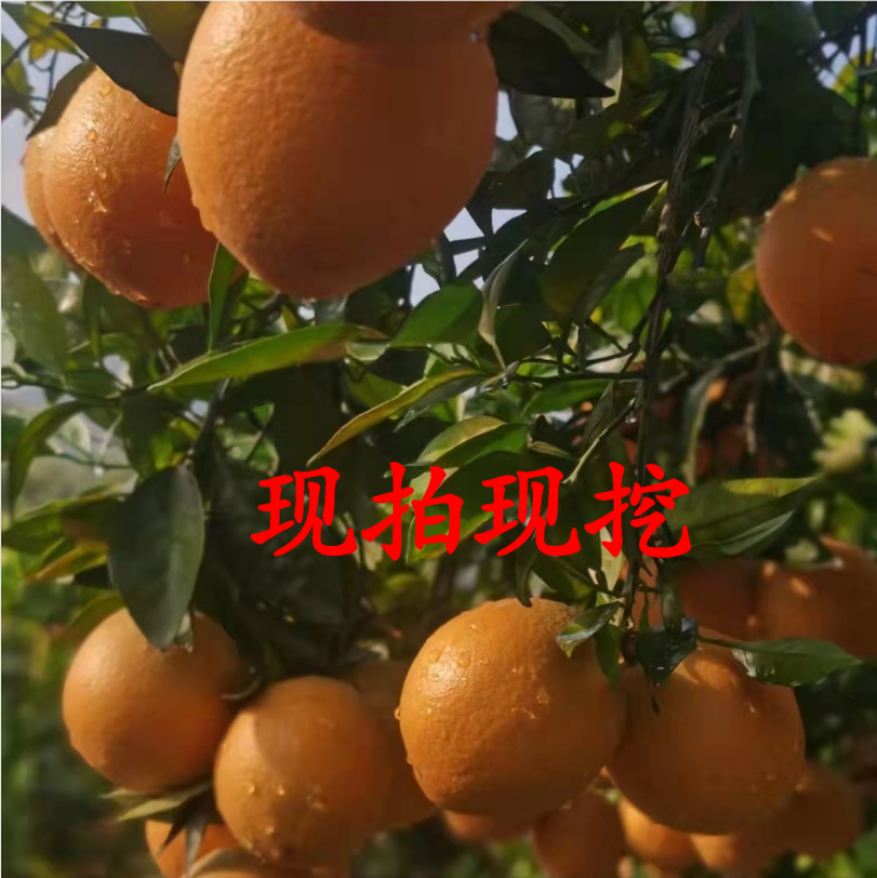 【放心购】早熟纽荷尔脐橙苗赣南早脐橙苗赣南脐橙苗橙子苗